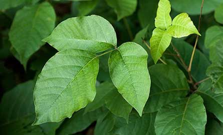 Posion ivy patch